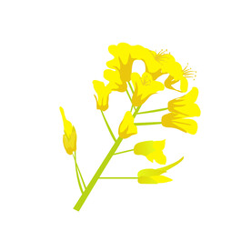 油菜花 