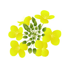 油菜花 