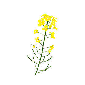油菜花 