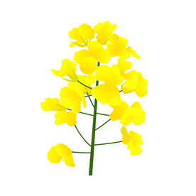 油菜花 