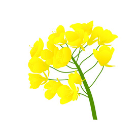 油菜花 