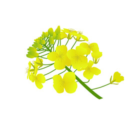 油菜花 