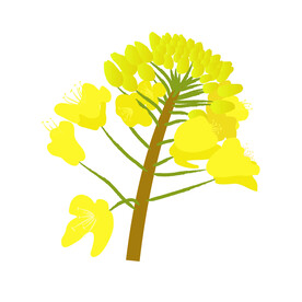 油菜花