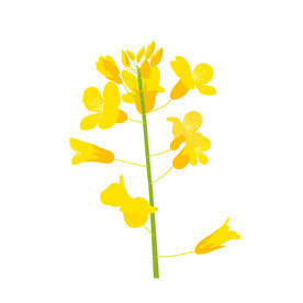 油菜花 