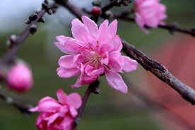 桃花