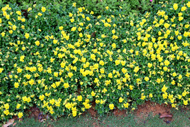 小黄花