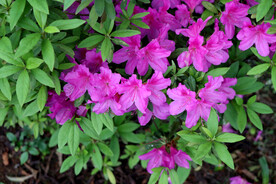 杜鹃花