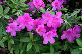 杜鹃花