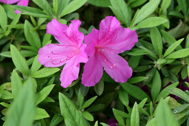 杜鹃花