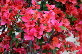 三角梅