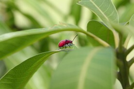 瓢虫