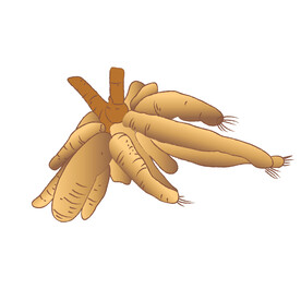木薯