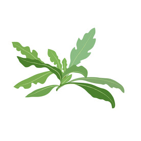 荠菜