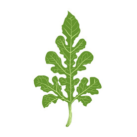 荠菜