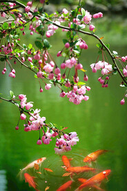 海棠花开