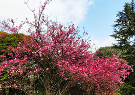 海棠花开