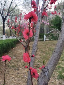 红叶碧桃