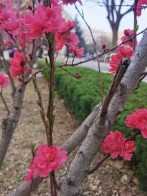 红叶碧桃