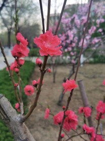 红叶碧桃