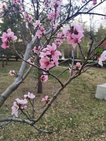 桃花树