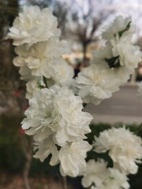 千瓣白桃