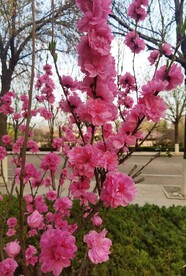 红叶碧桃