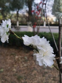 千瓣白桃