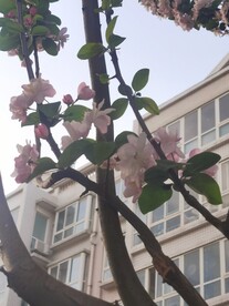 海棠花