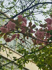 樱花