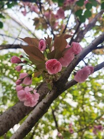樱花