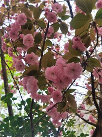 樱花