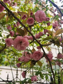 樱花