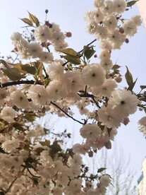 樱花