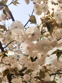 樱花