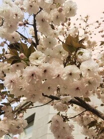 樱花