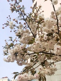 樱花