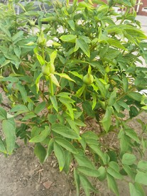 红牡丹