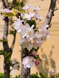  海棠花