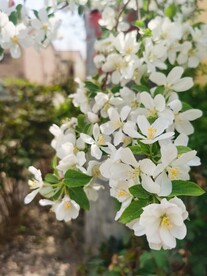  海棠花