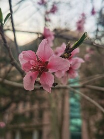 桃花树 桃花林 初春 桃花园 