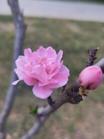 红叶碧桃