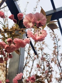 樱花