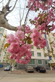 樱花