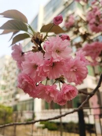 樱花树