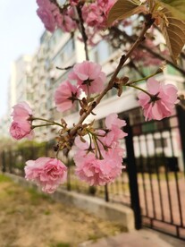 樱花树