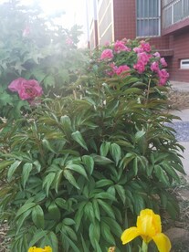 鸢尾花