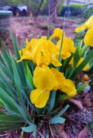 鸢尾花