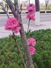 红叶碧桃