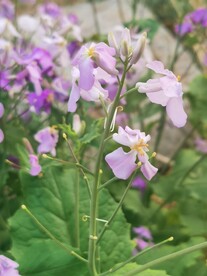 诸葛菜