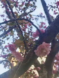 樱花树